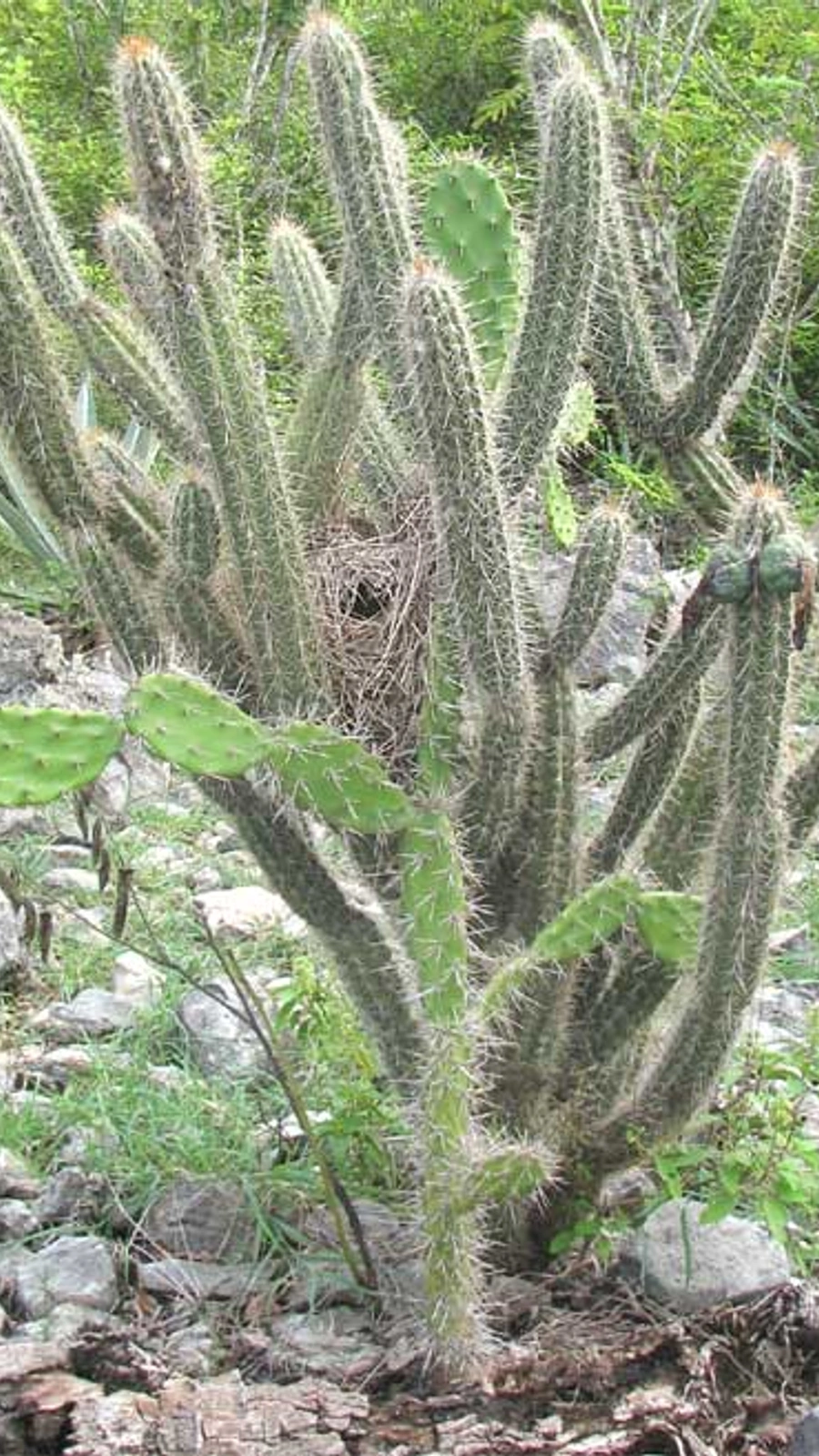 Opuntia inaperta