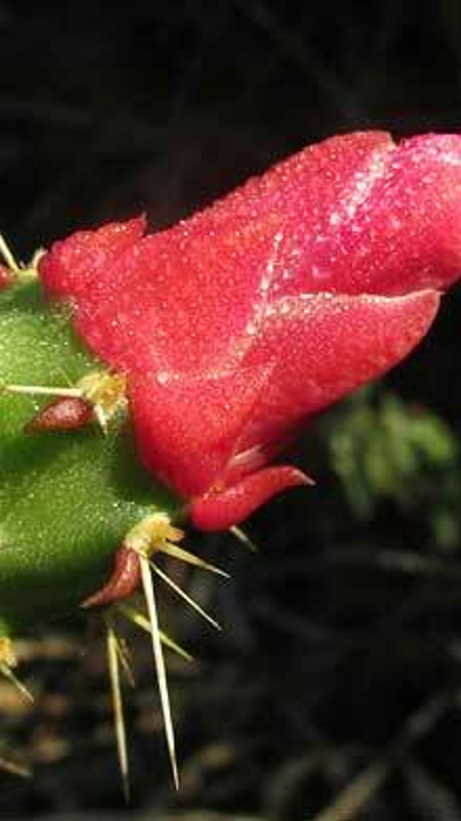 Opuntia inaperta