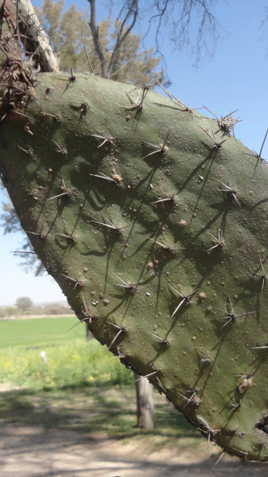 Opuntia jaliscana