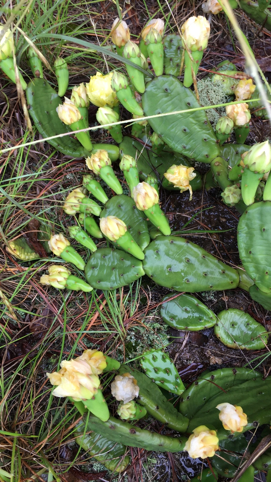 Opuntia mesacantha