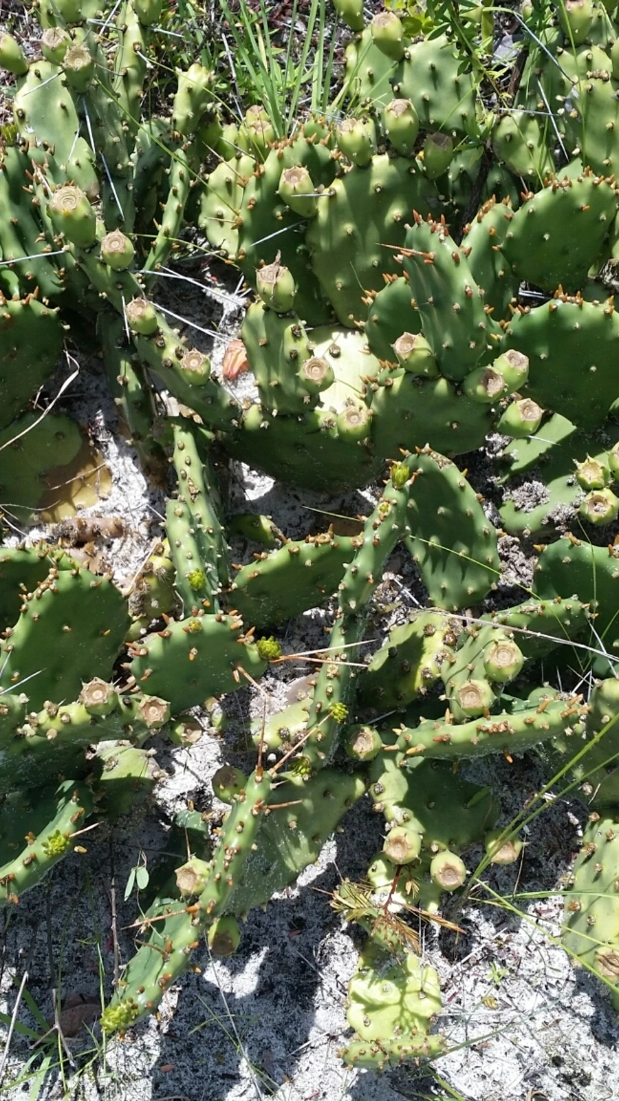Opuntia mesacantha