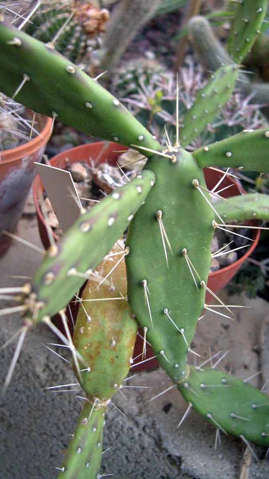 Opuntia militaris