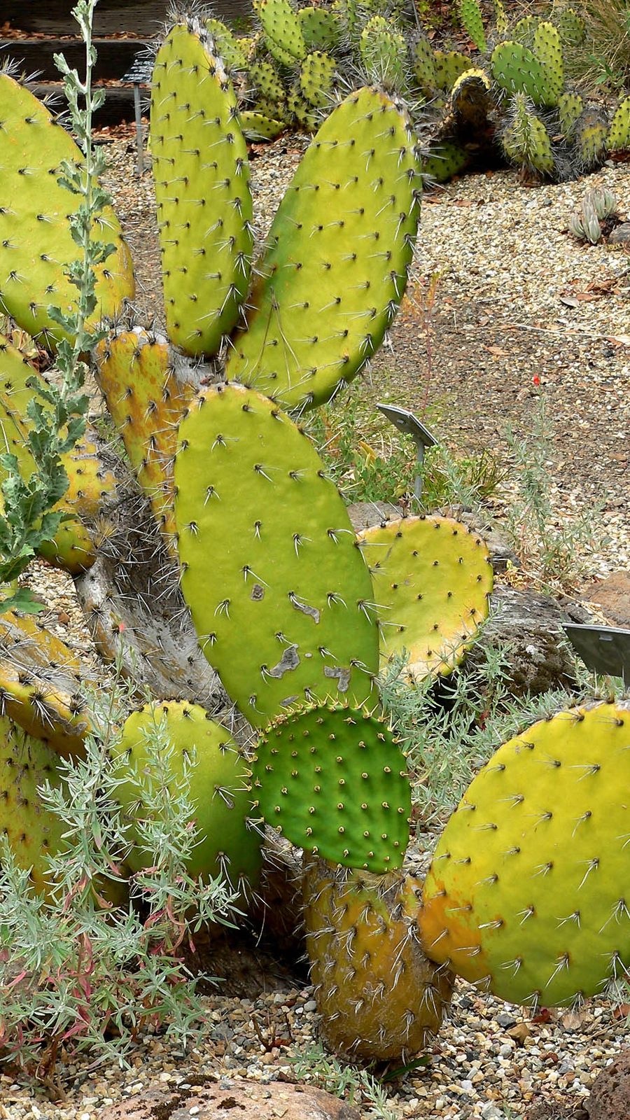 Opuntia montana