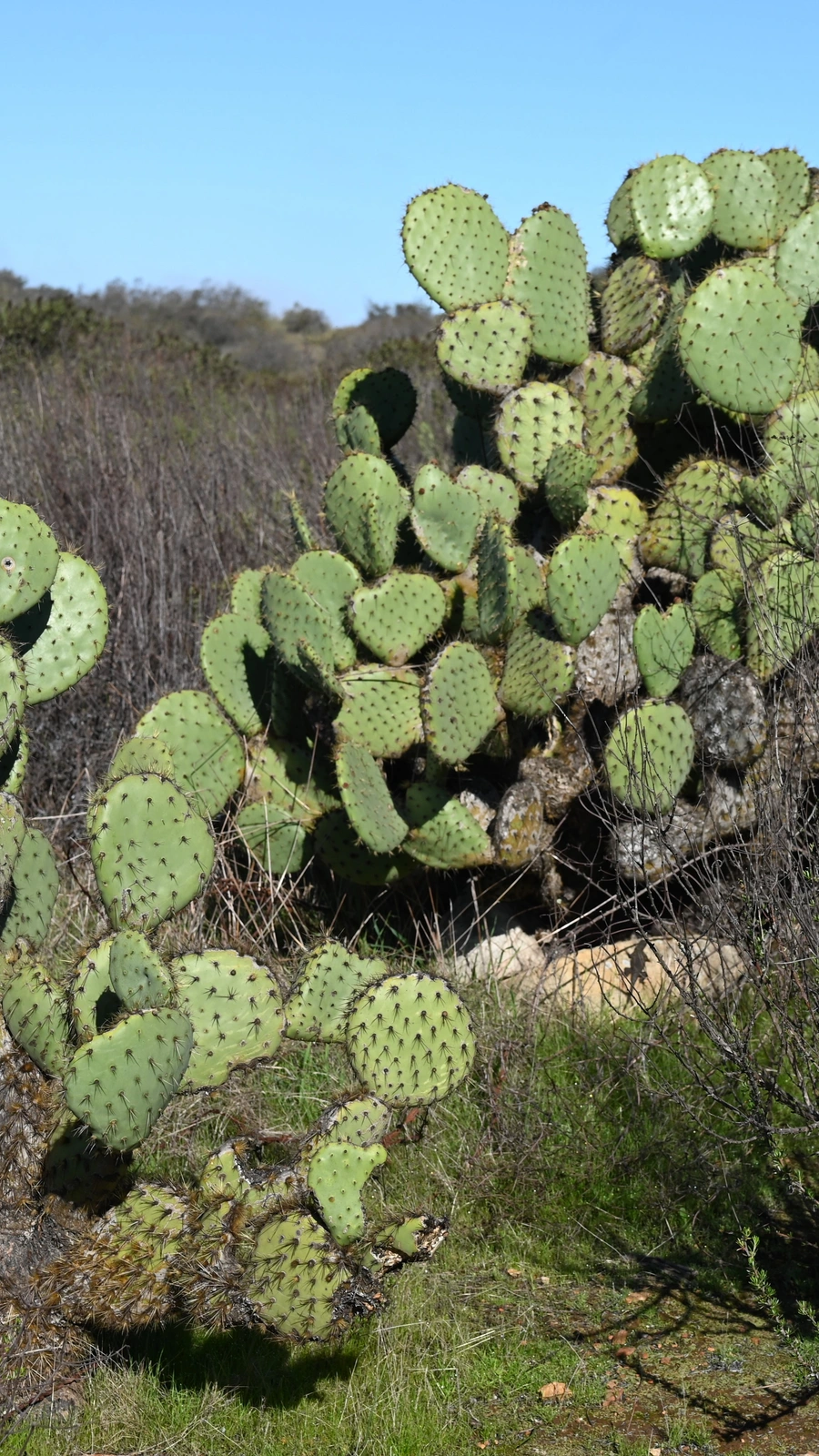 Opuntia montana