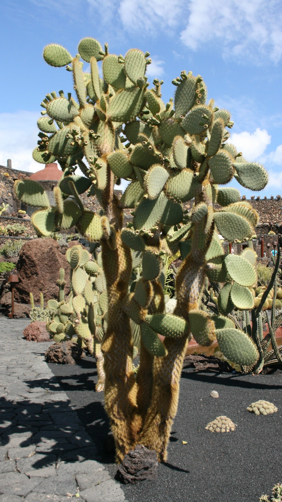 Opuntia myriacantha