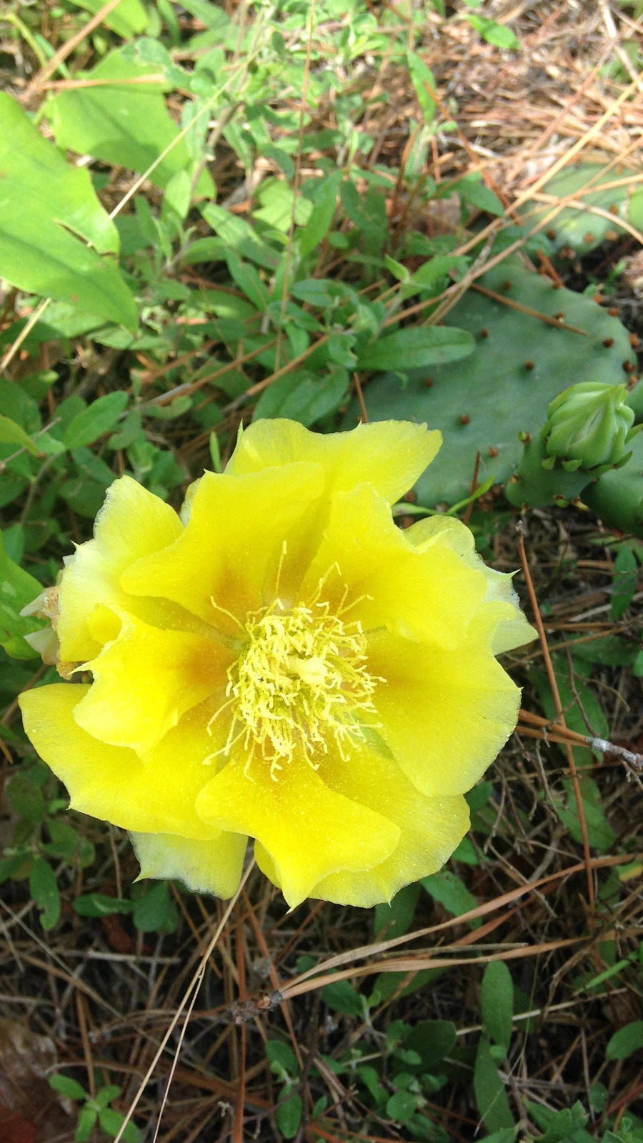 Opuntia nemoralis