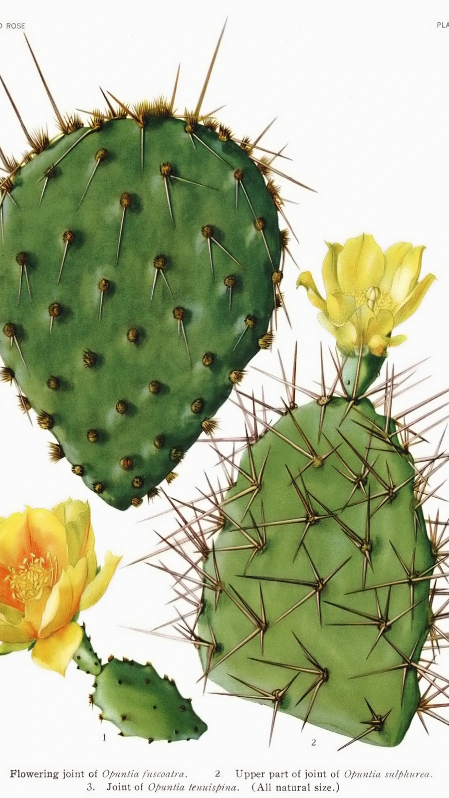 Opuntia nemoralis