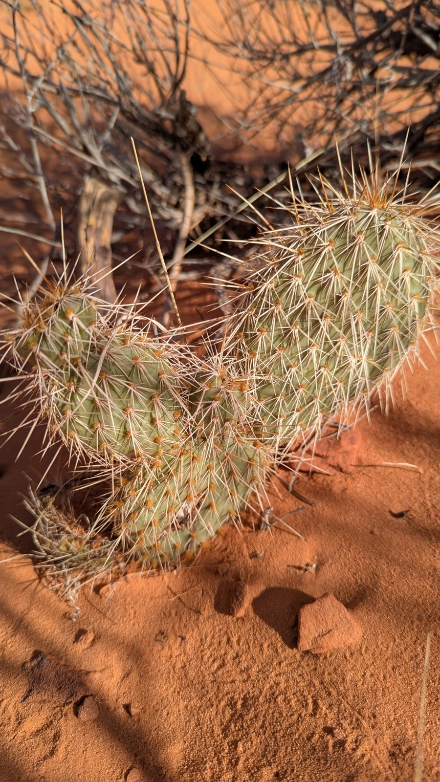 Opuntia nicholii
