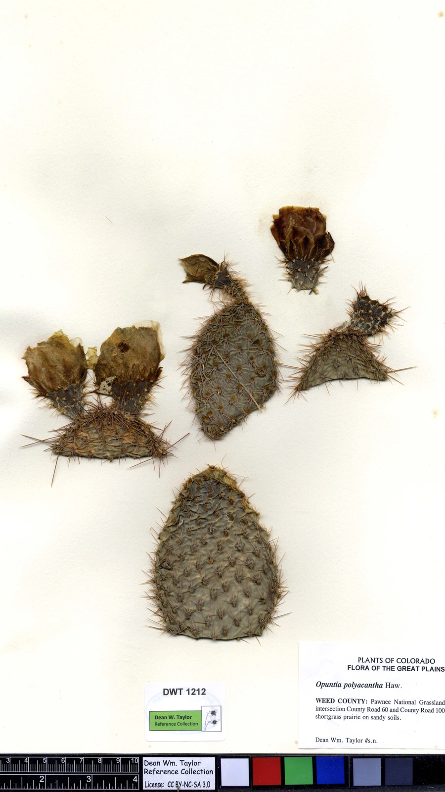 Opuntia nicholii