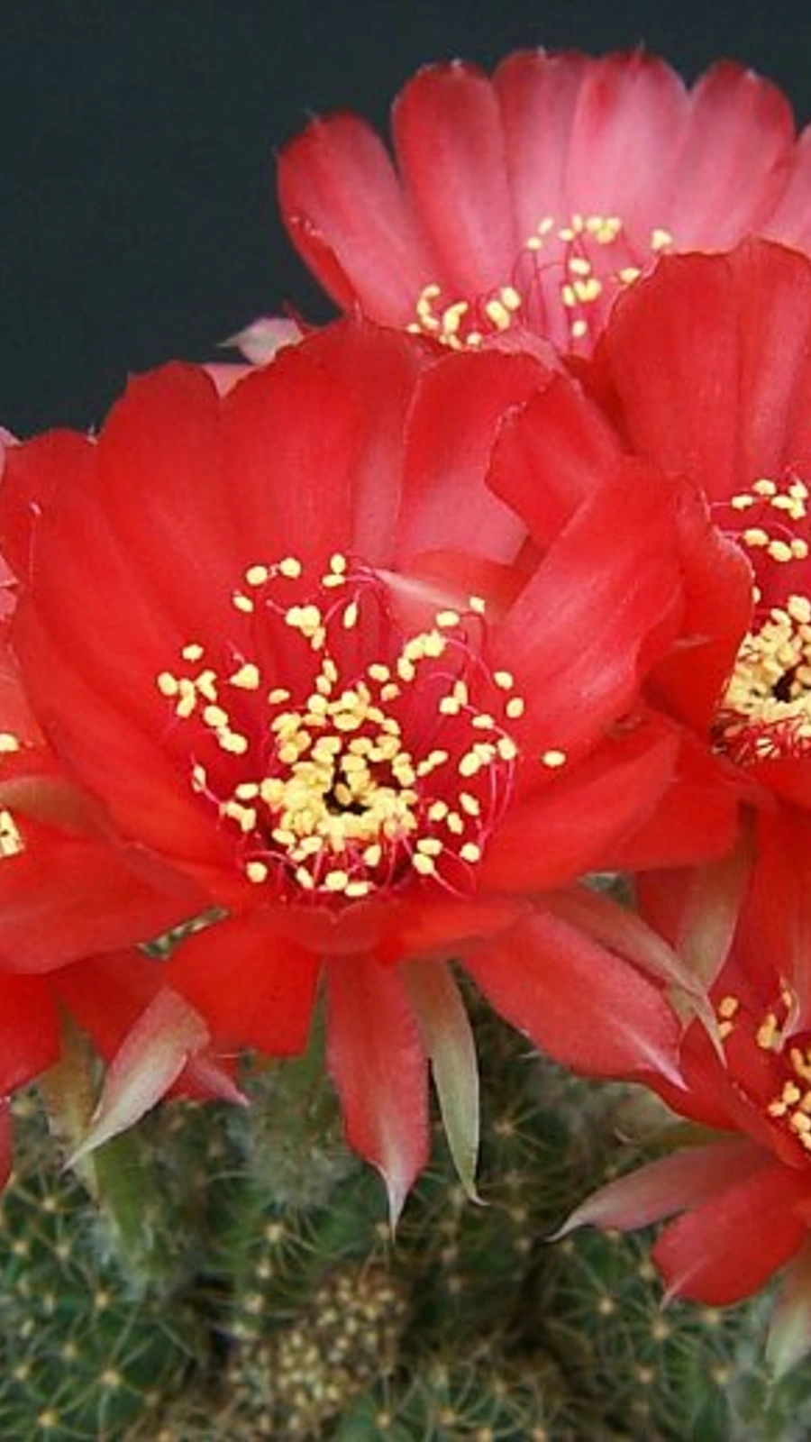 Echinopsis arachnacantha