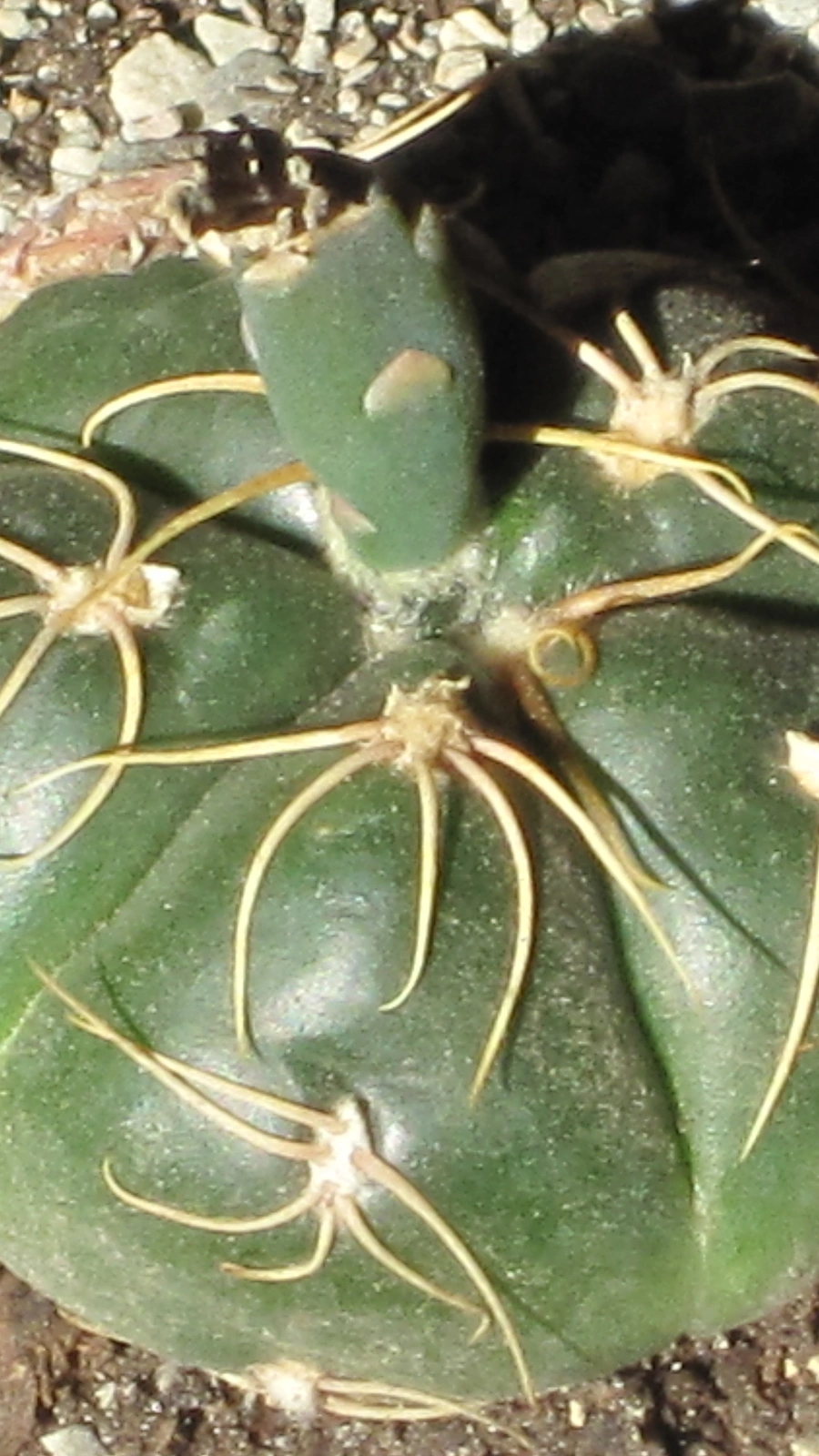 Gymnocalycium denudatum