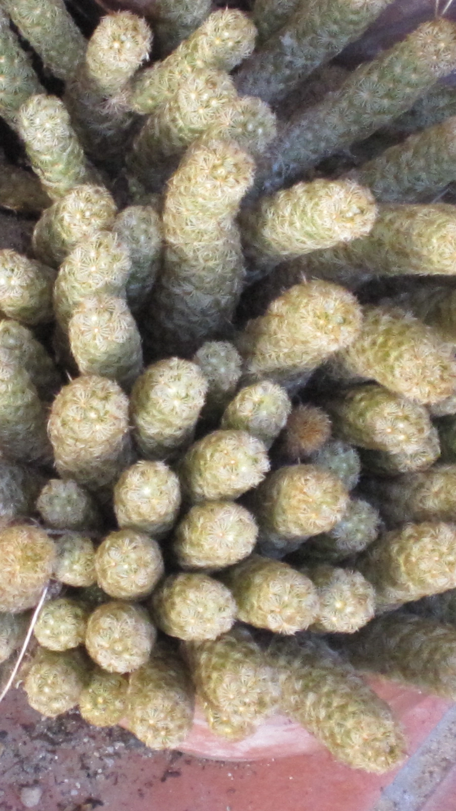 Mammillaria elongata