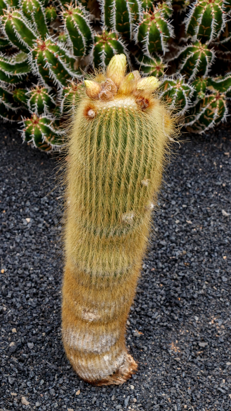 Parodia leninghausii
