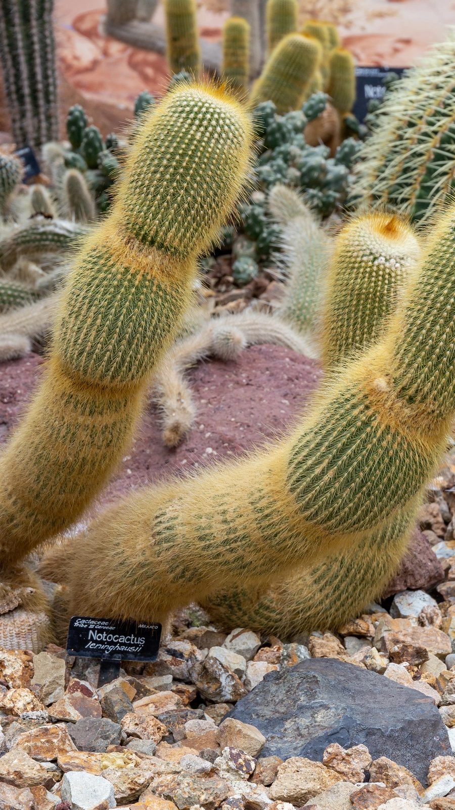 Parodia leninghausii