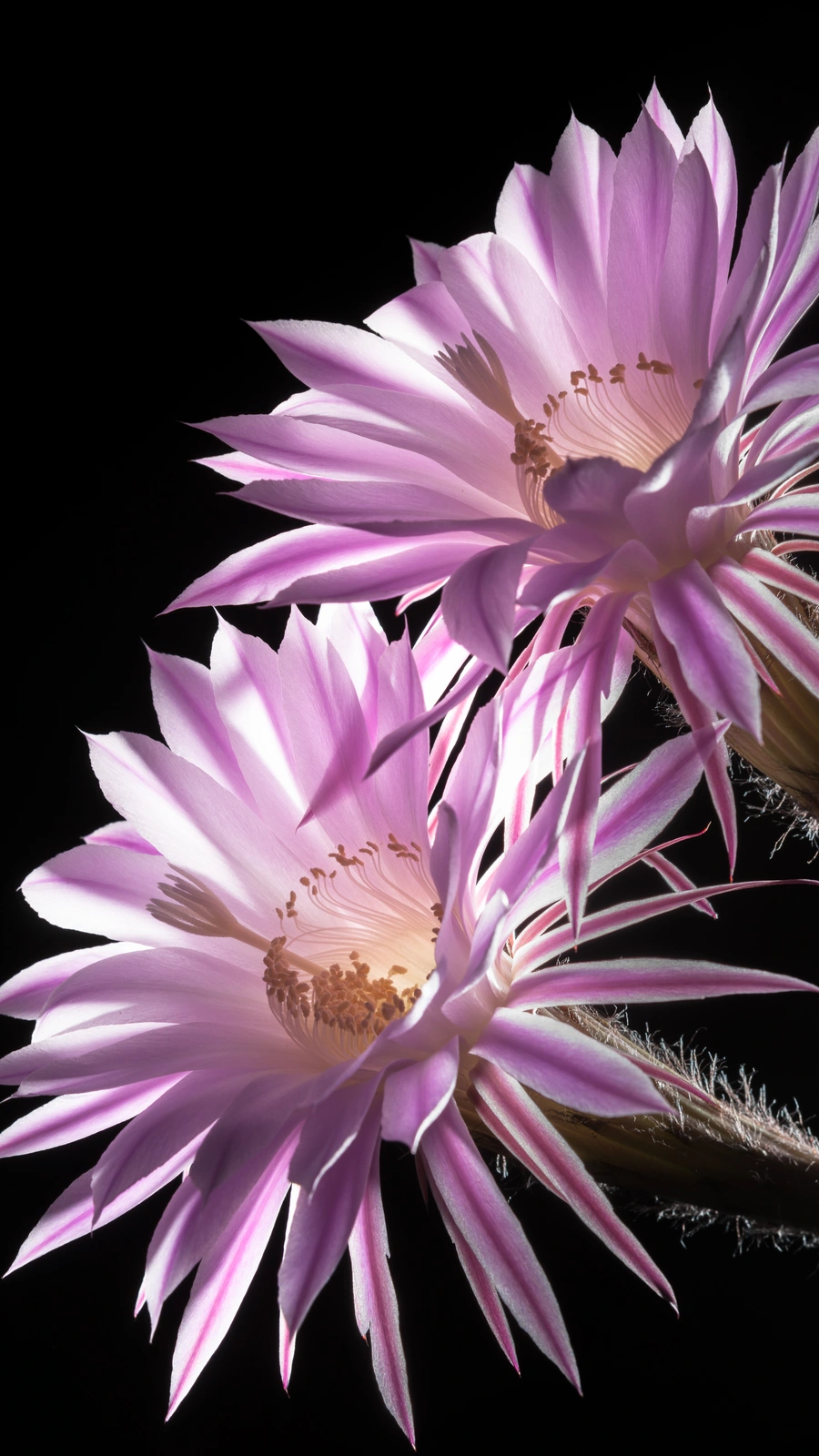 Echinopsis oxygona