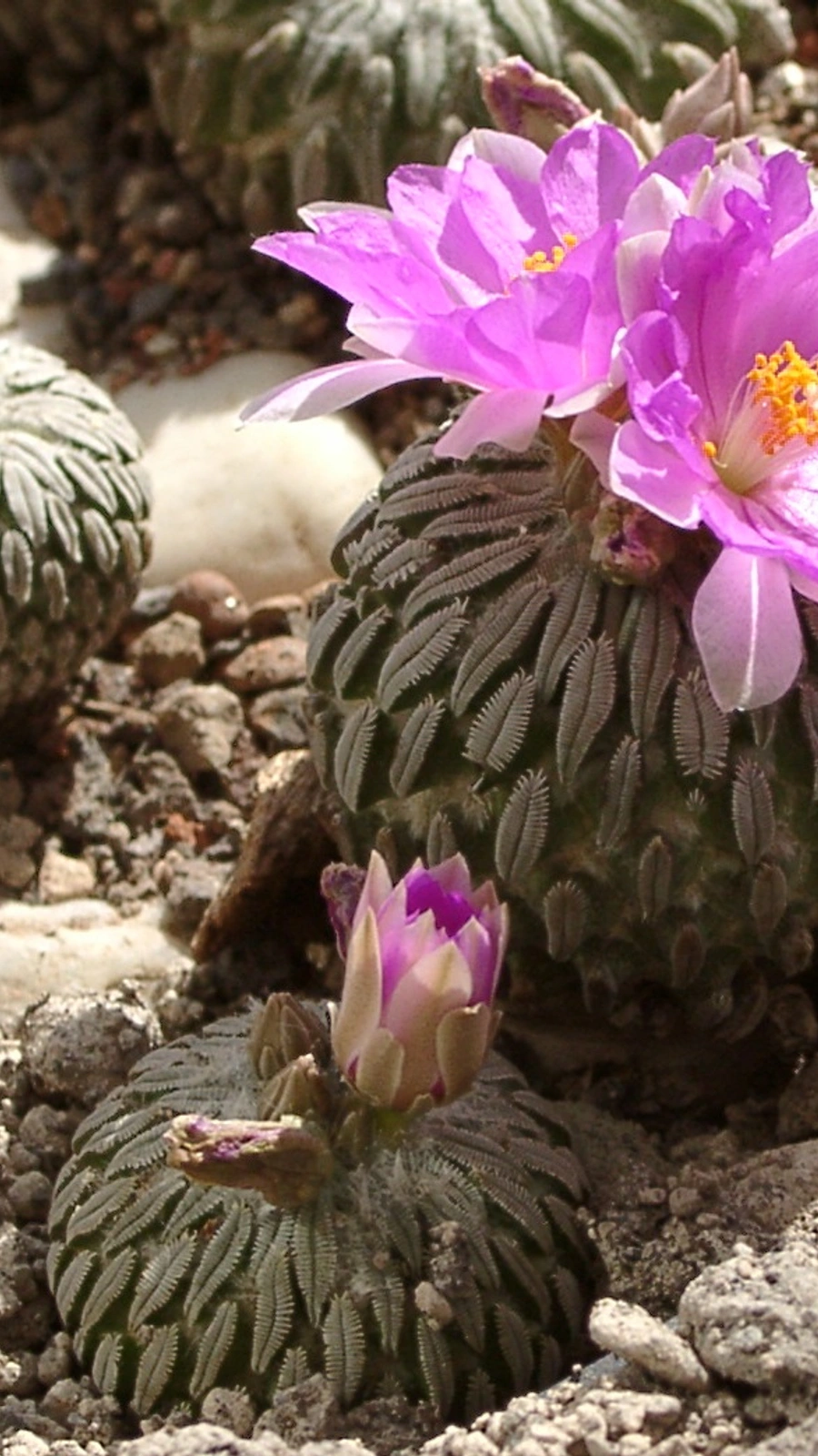 Pelecyphora aselliformis