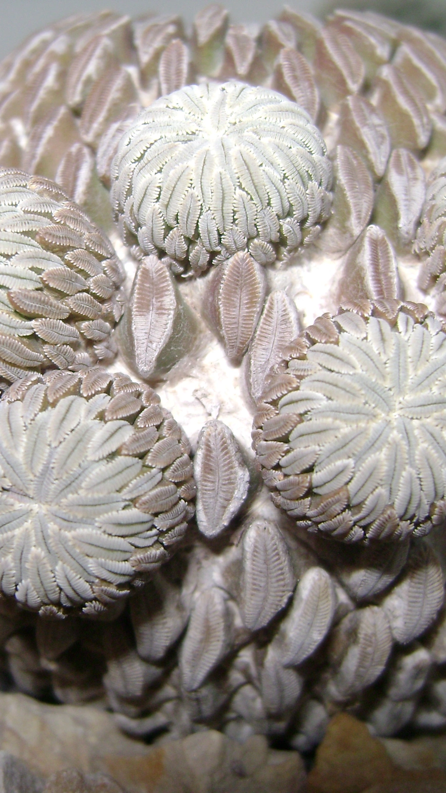 Pelecyphora aselliformis