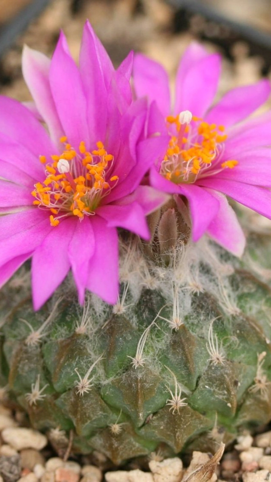 Pelecyphora strobiliformis