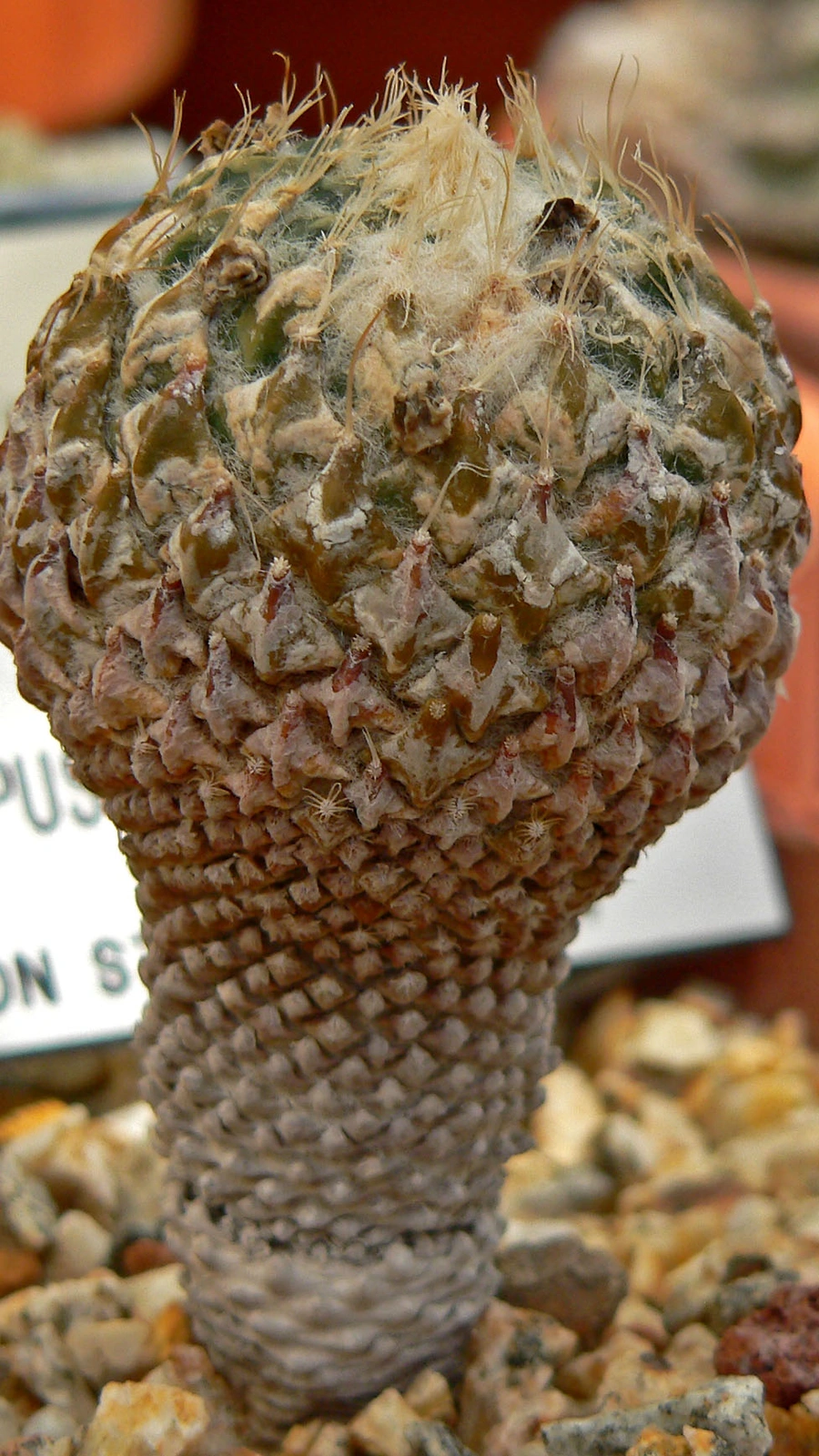 Pelecyphora strobiliformis