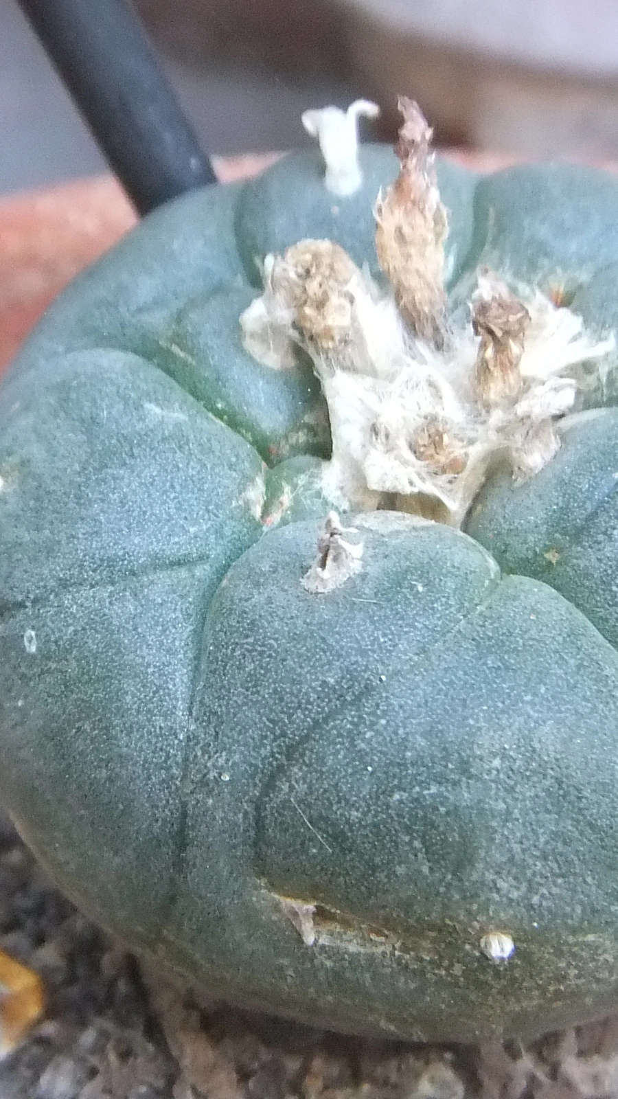 Lophophora williamsii