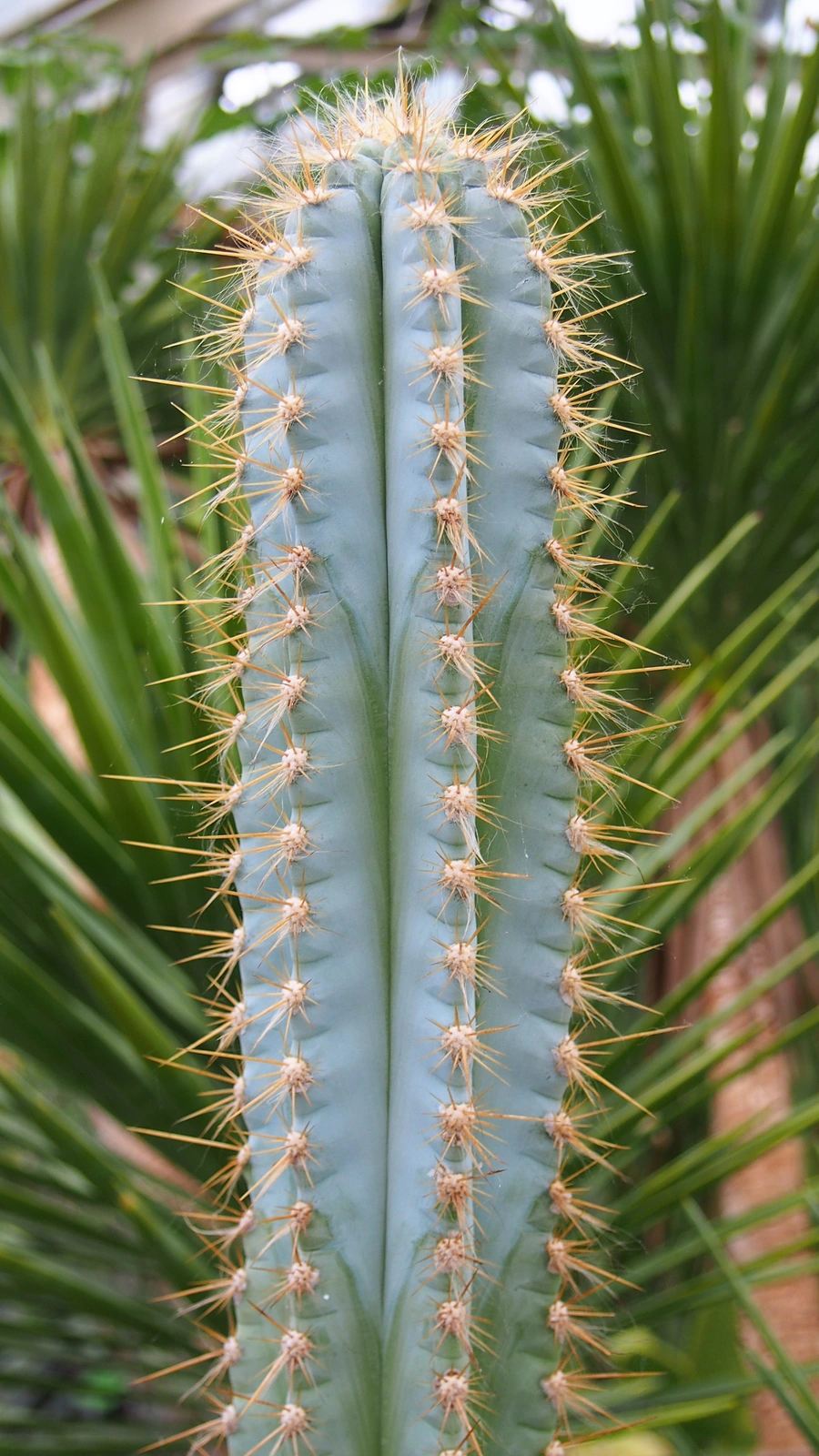 Pilosocereus pachycladus