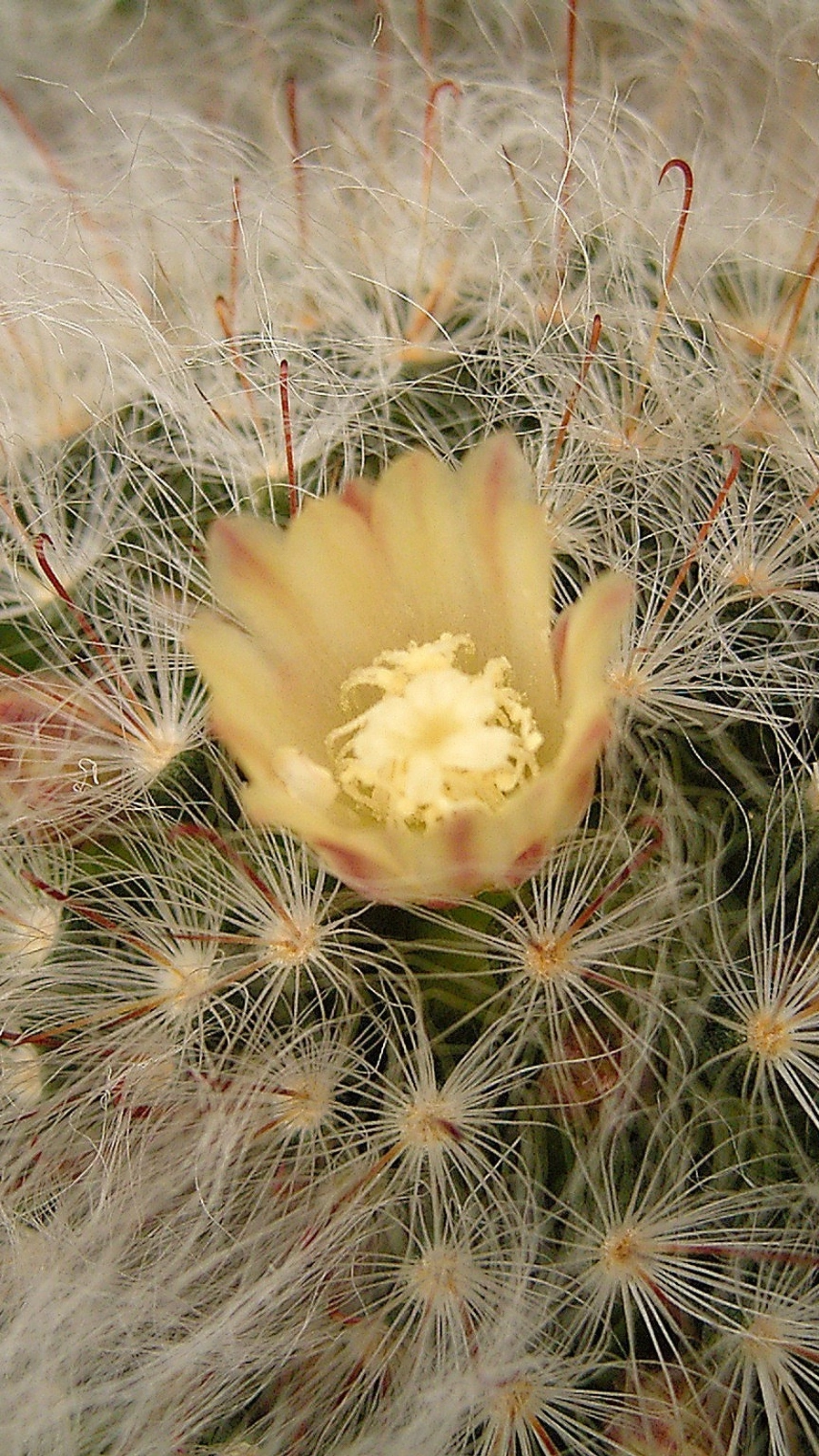 Mammillaria bocasana