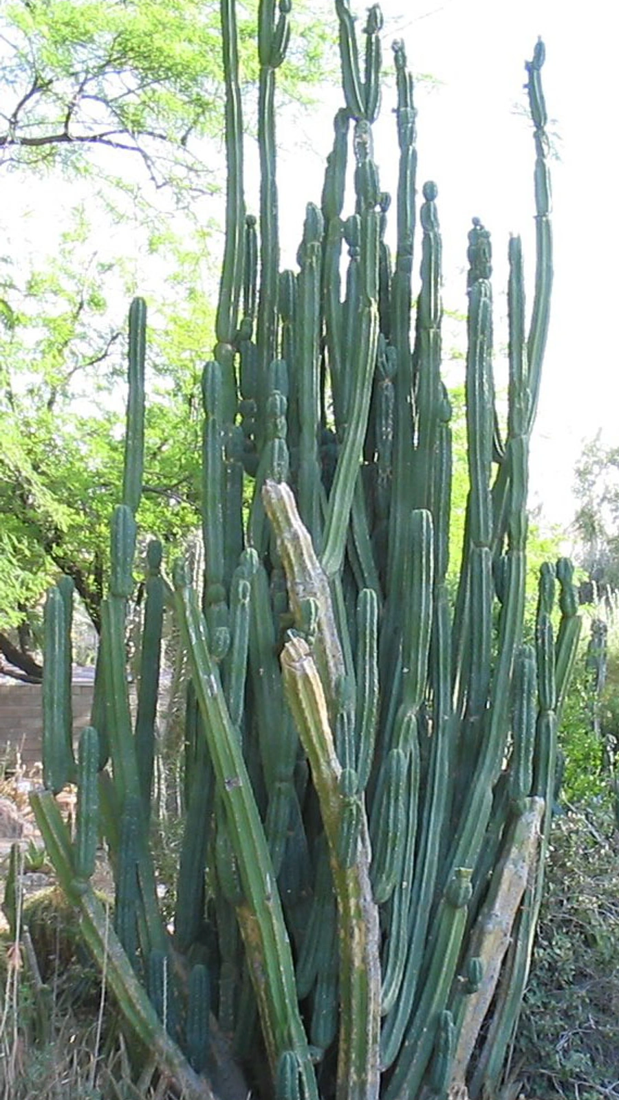 Echinopsis pachanoi