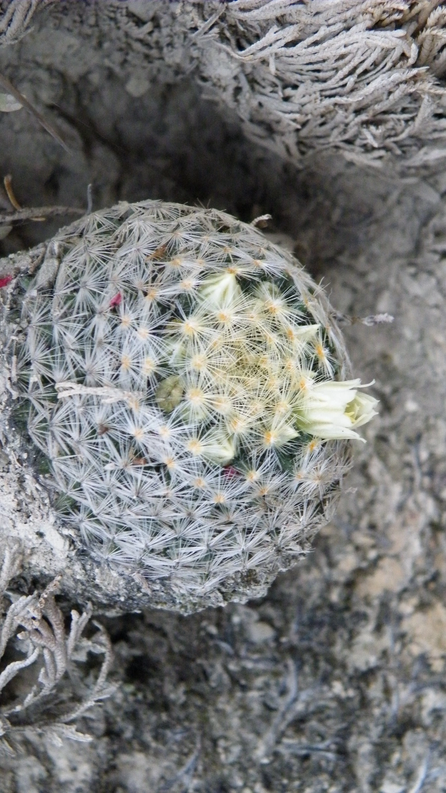 Mammillaria schiedeana