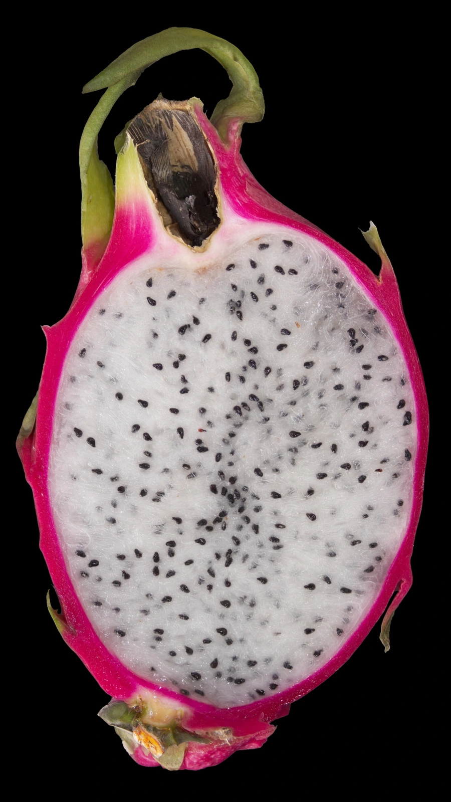 Selenicereus undatus