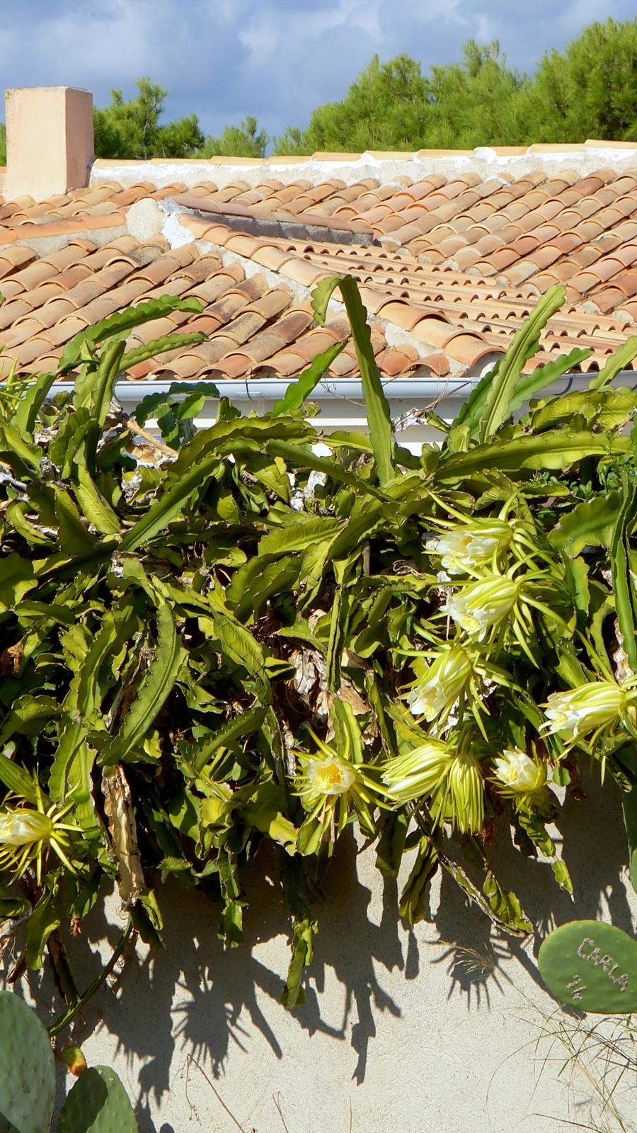 Selenicereus undatus