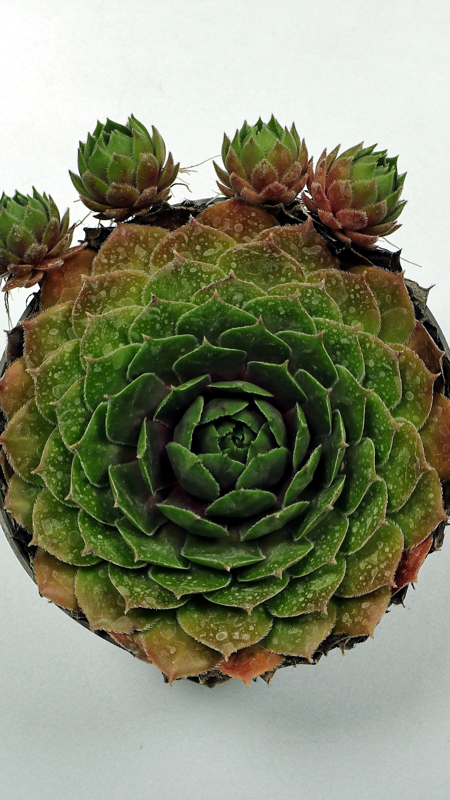 Sempervivum tectorum