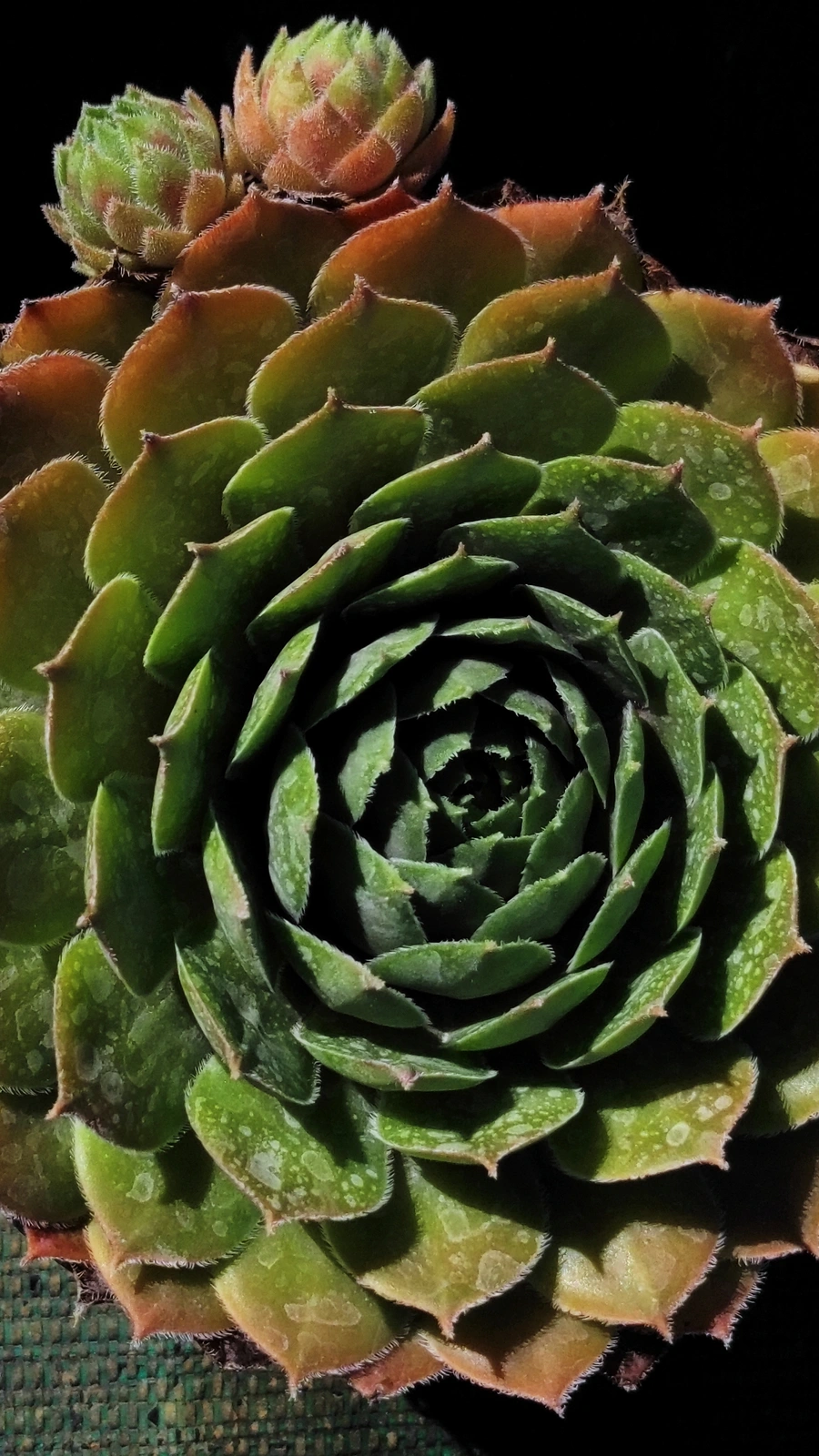 Sempervivum tectorum
