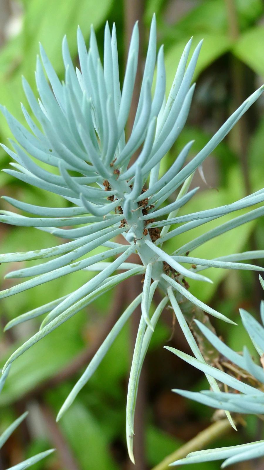 Senecio vitalis