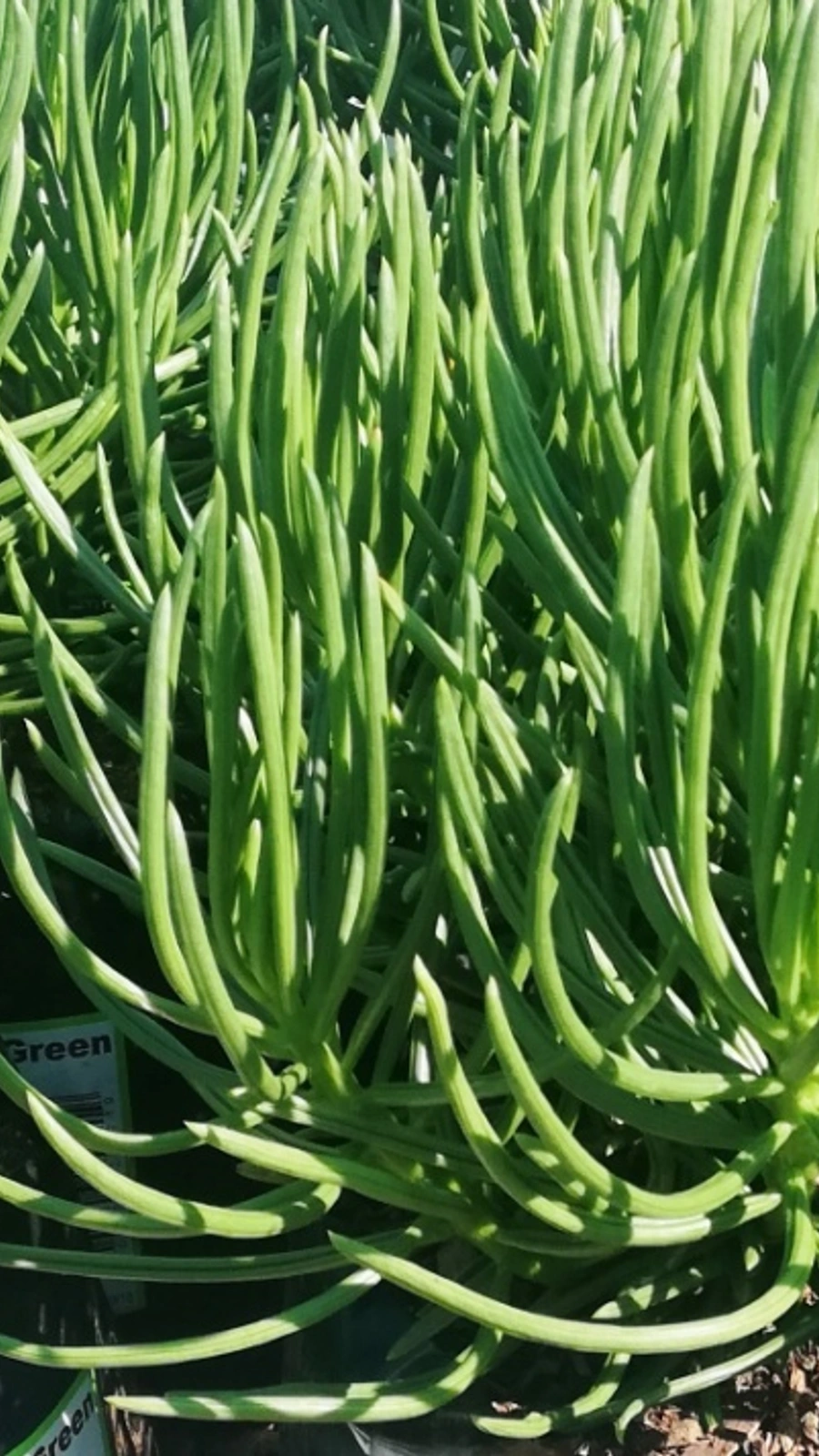 Senecio vitalis