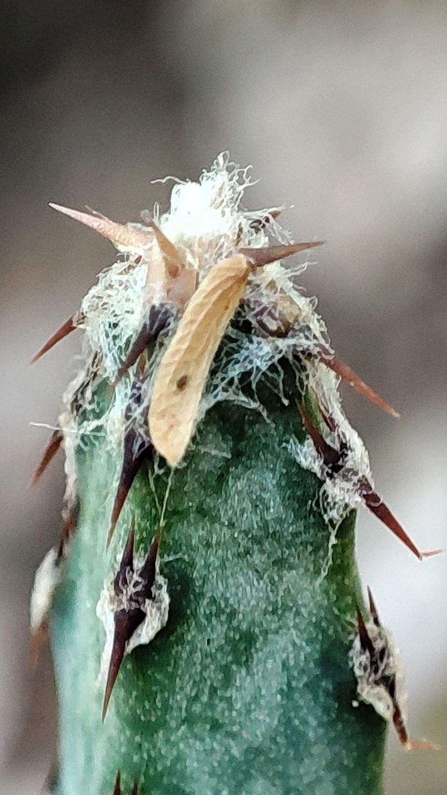 Cereus spegazzinii