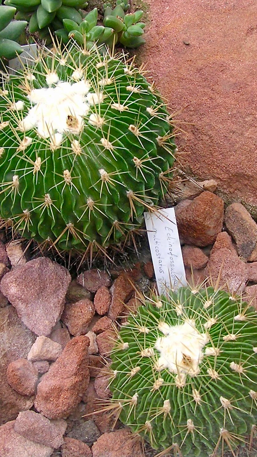 Stenocactus multicostatus