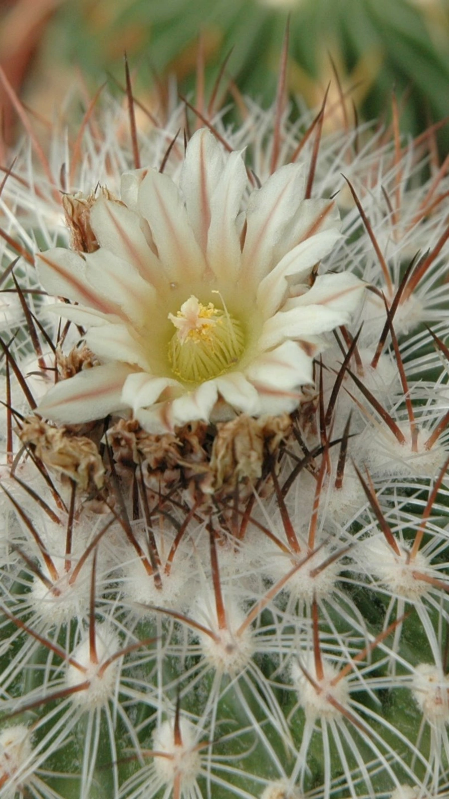 Stenocactus multicostatus