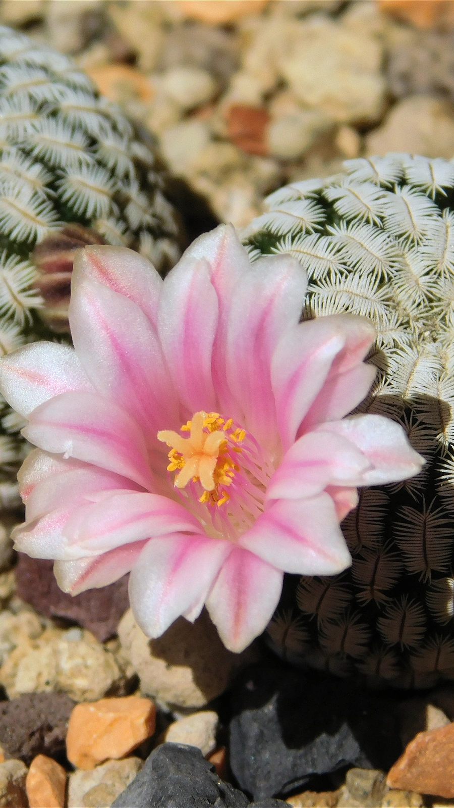 Mammillaria pectinifera