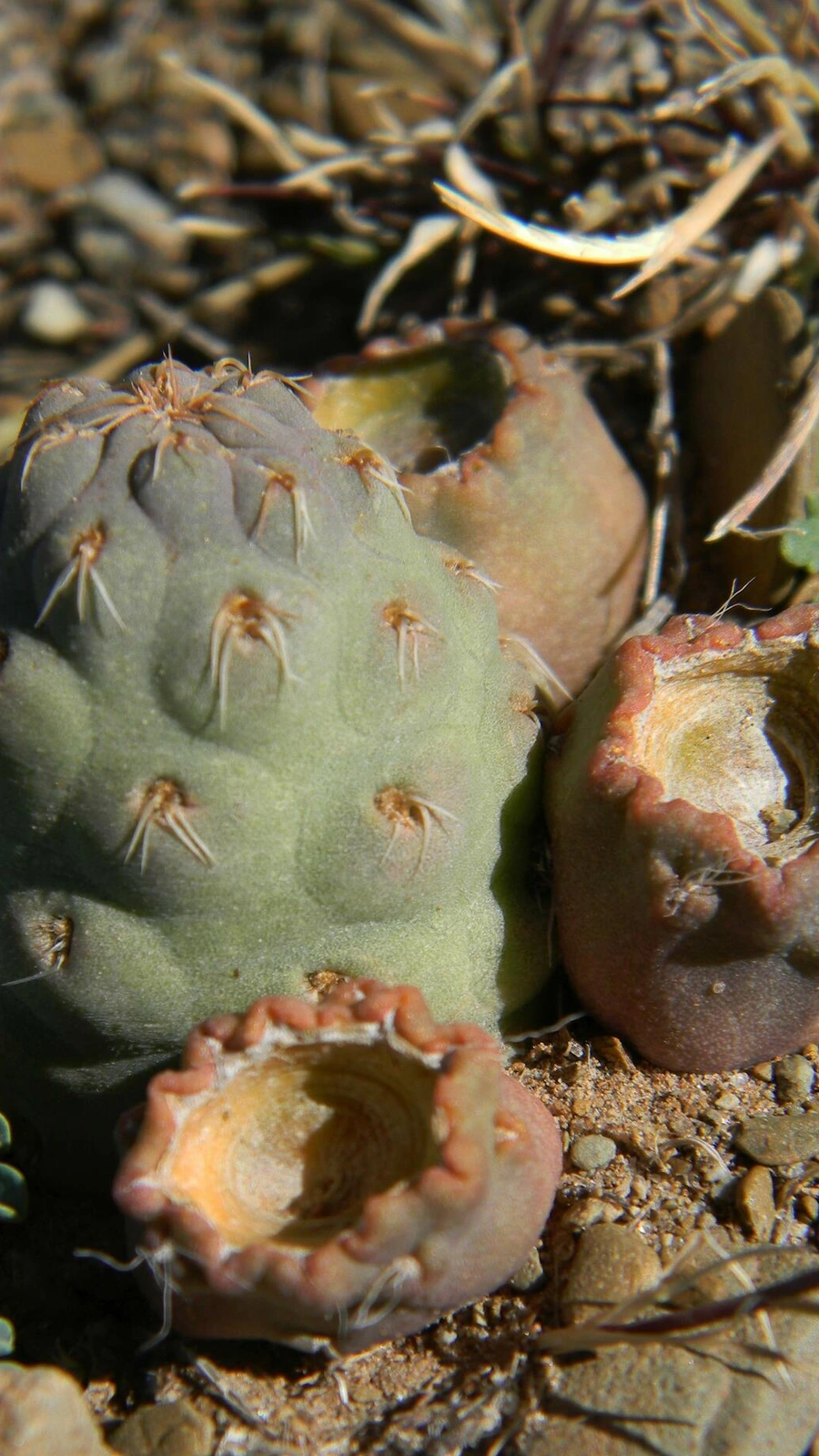 Cumulopuntia subterranea