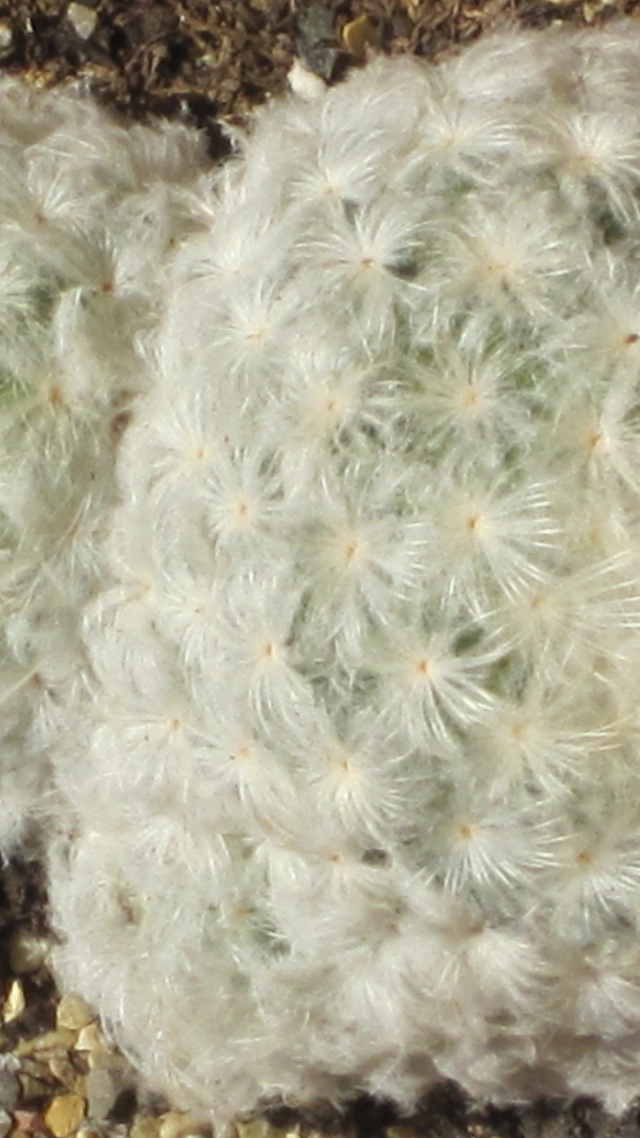 Mammillaria plumosa
