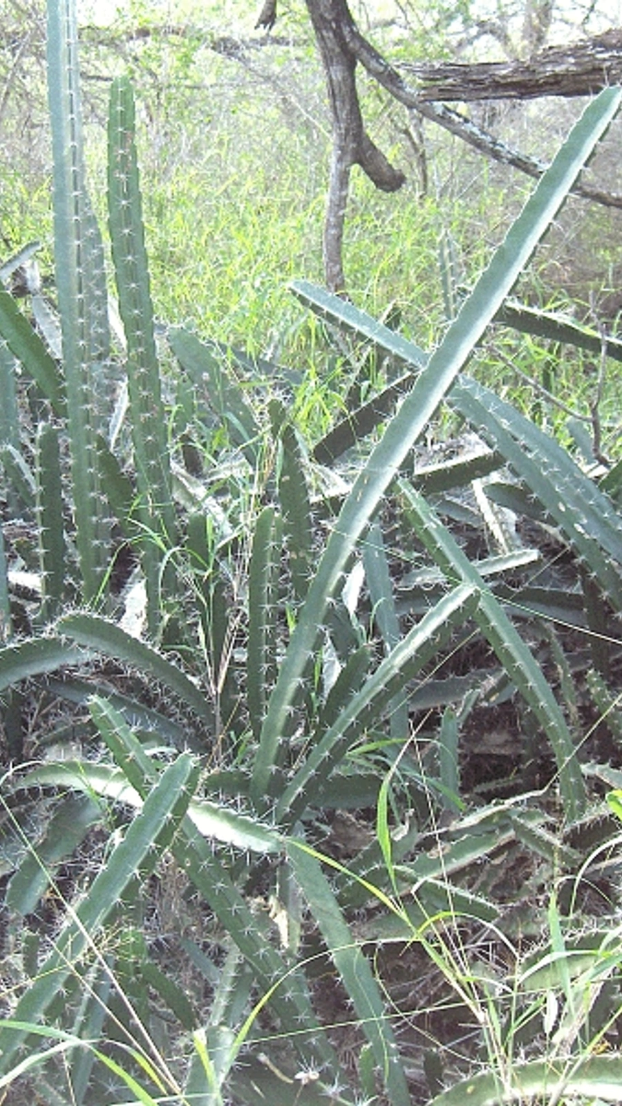 Acanthocereus tetragonus