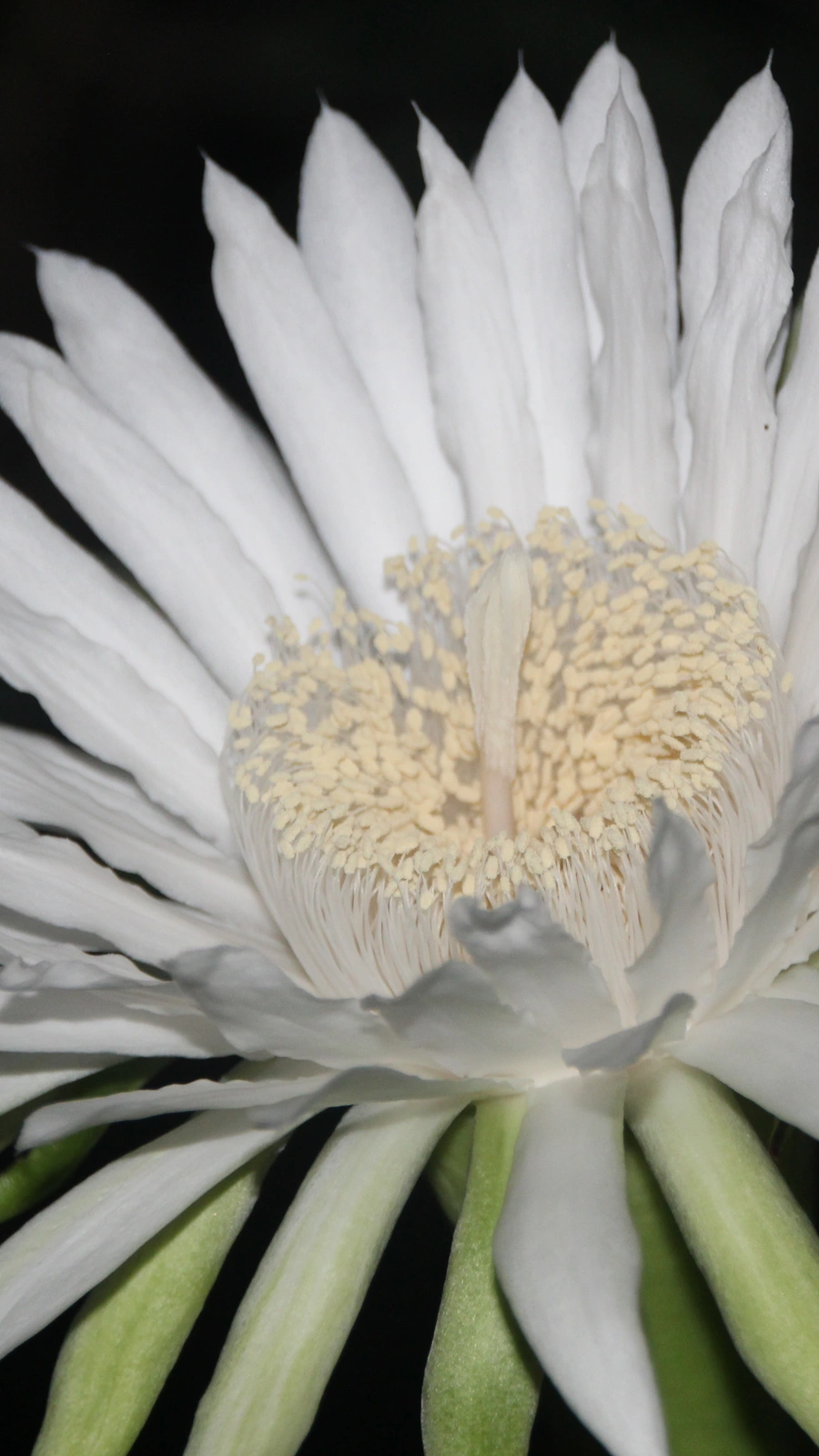 Acanthocereus tetragonus