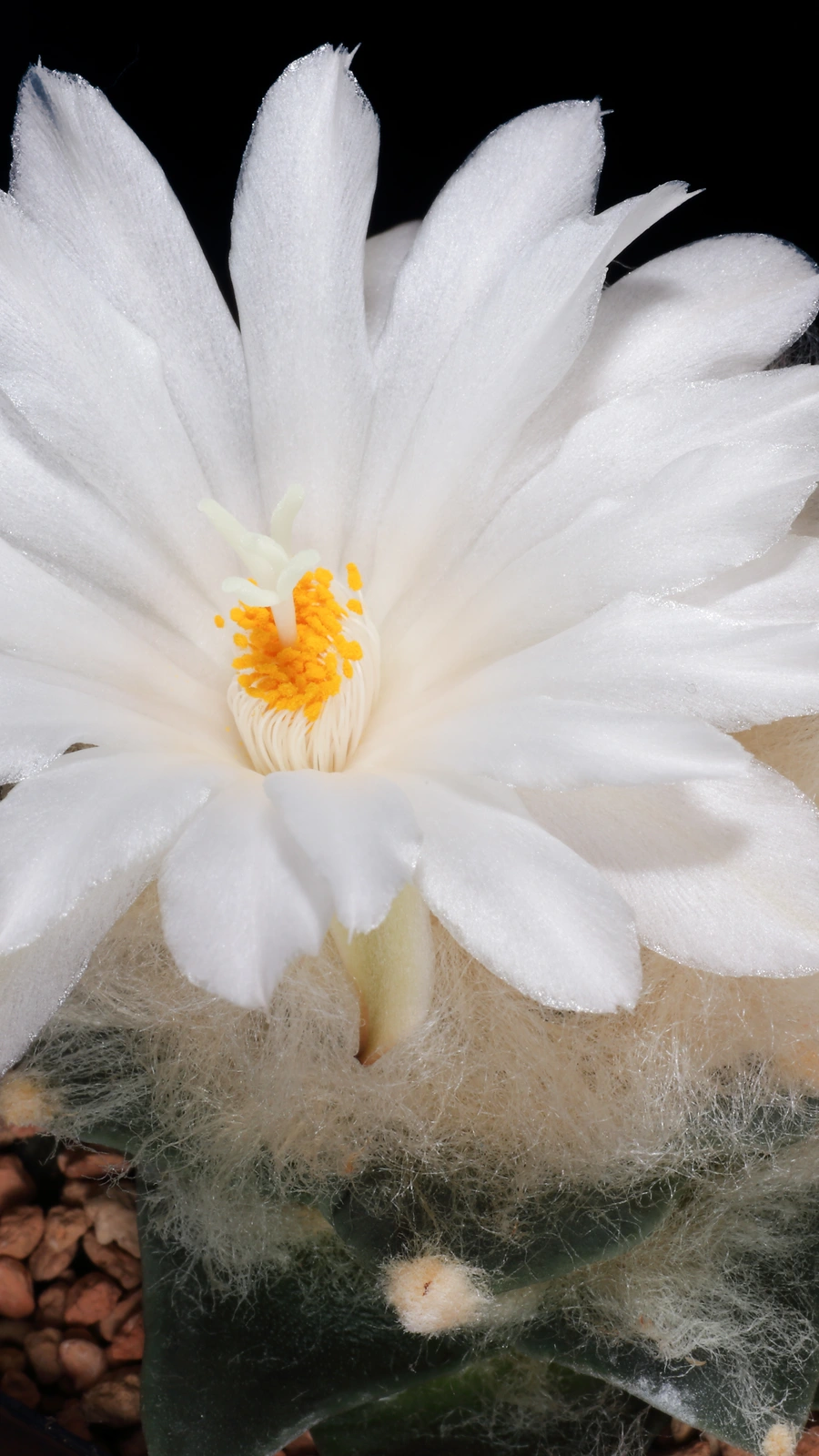Ariocarpus retusus