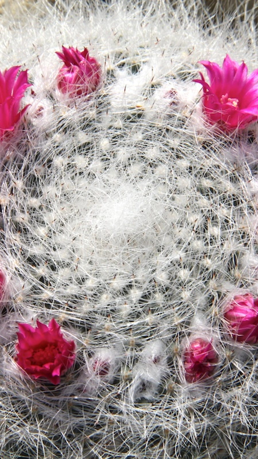 Mammillaria hahniana