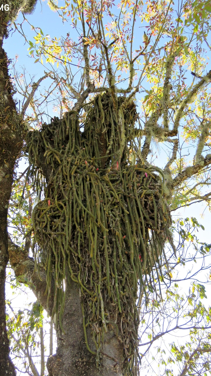 Aporocactus flagelliformis