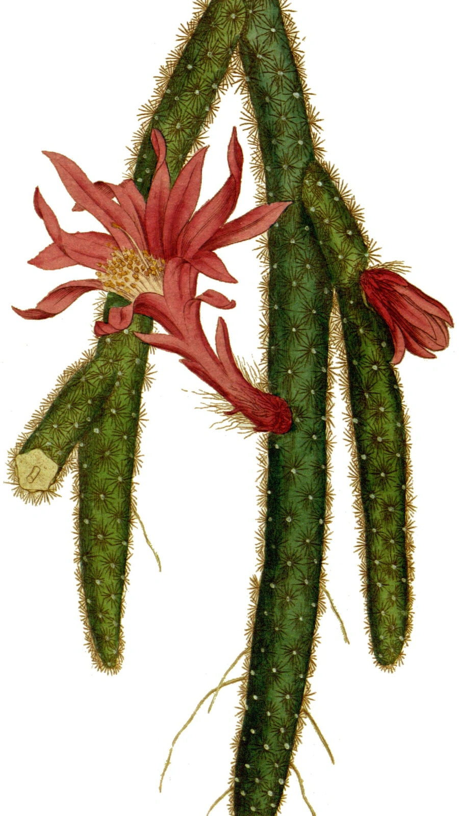 Aporocactus flagelliformis