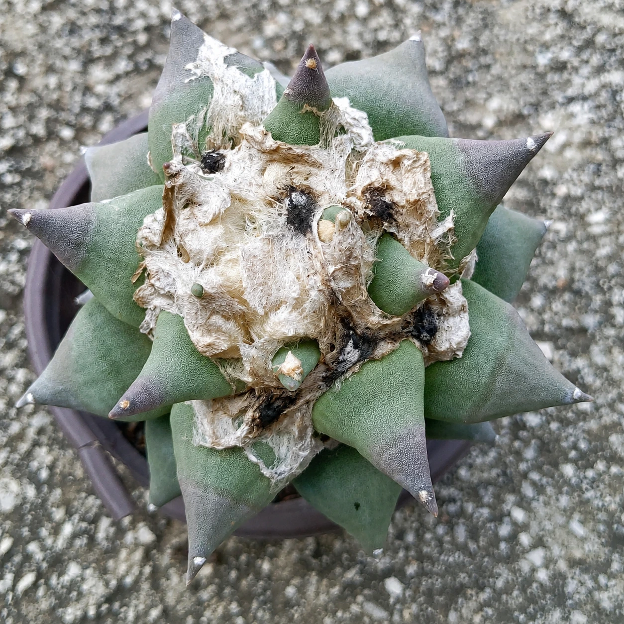 Ariocarpus retusus