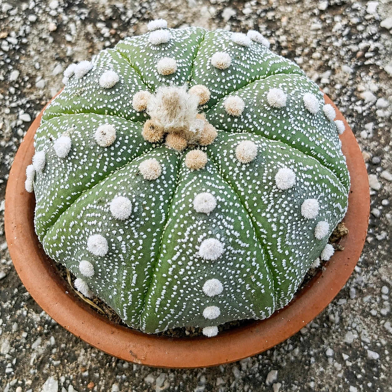 Astrophytum asterias