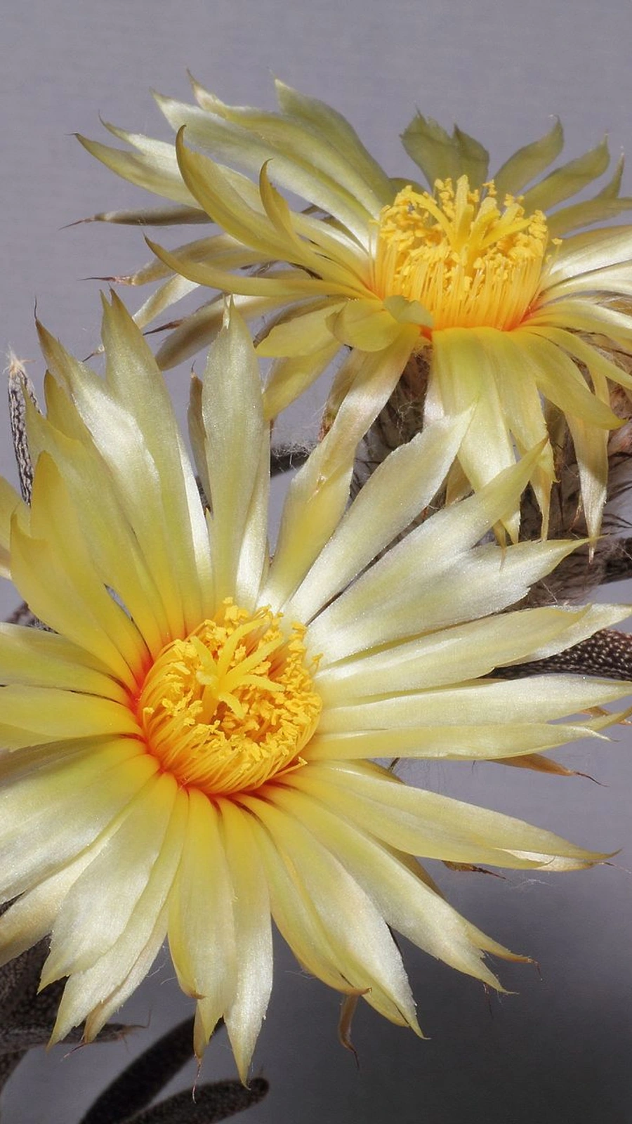 Astrophytum caput-medusae