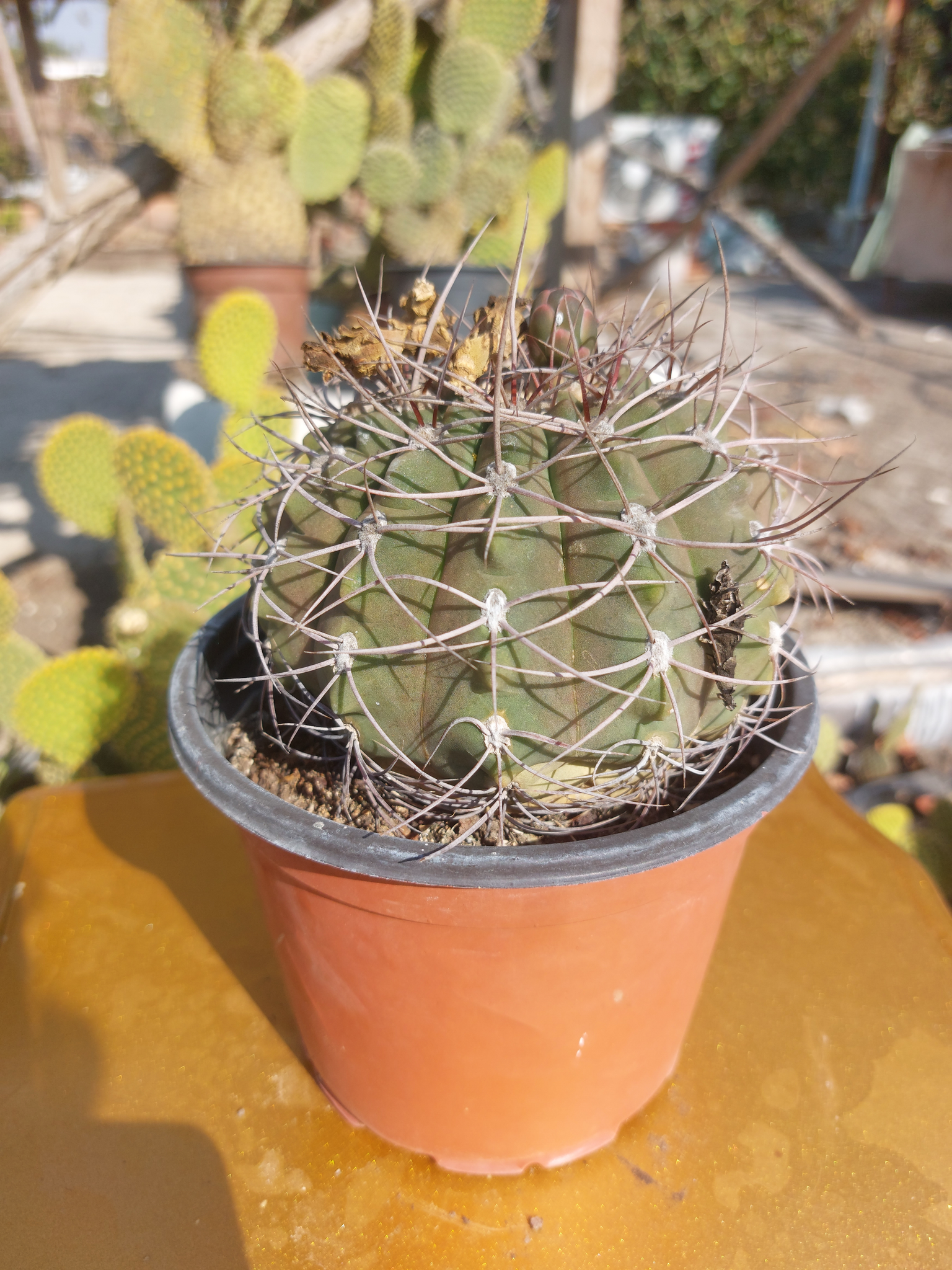 Austrocylindropuntia subulata — ana sera çekimi